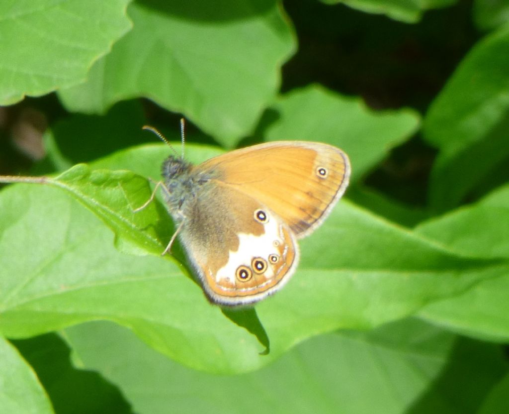 Coenonympha arcania